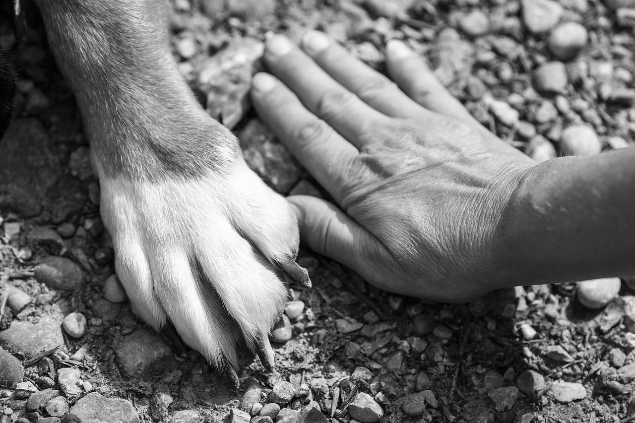 Der Wolf und wir